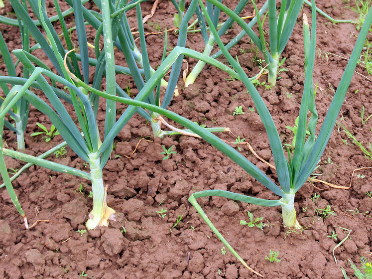 Как и зачем в июне посыпают солью огород. Блогер рассказала, как с помощью этого метода спасает урожай лука от вредителей