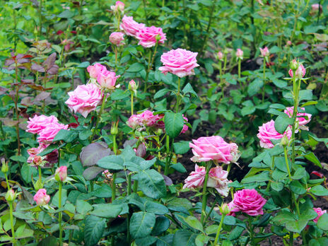Чим підживити троянди в червні, щоб вони цвіли довше. Експерти назвали три натуральні добрива