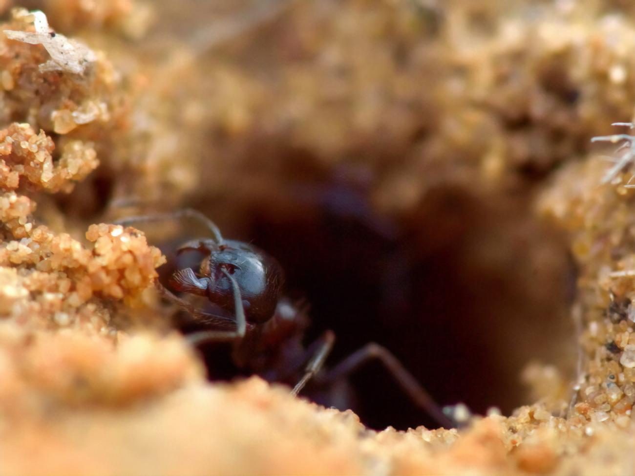 Средство от муравьев Борные Шарики 