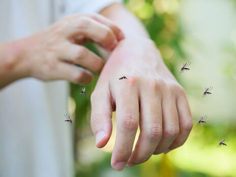 Комарі. Приголомшливі факти про відомих комах