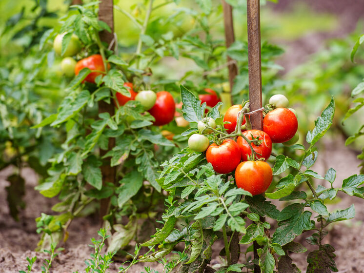 Если оставить это на кустах – помидоры будут мелкие. Эксперты рассказали, как формировать стебли, чтобы собрать щедрый урожай