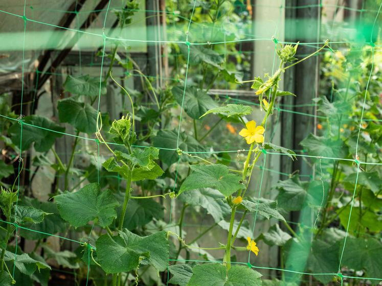 Жовтіє листя огірків. Досвідчена городниця назвала ефективні підживлення