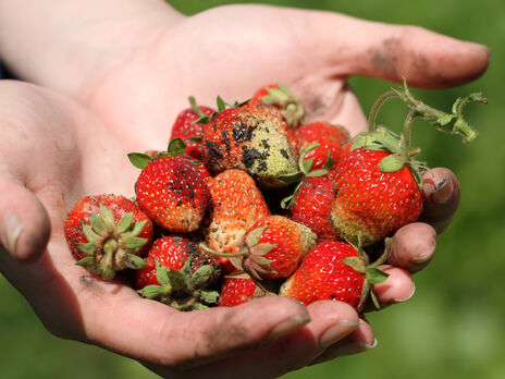Добавьте это в воду – и песок не будет трещать на зубах. Лайфхак, как легко вымыть очень грязную клубнику с грядки
