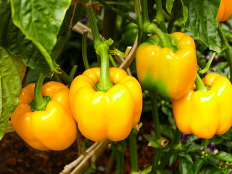 Добавьте в воду столовую ложку перекиси водорода – и перцы 