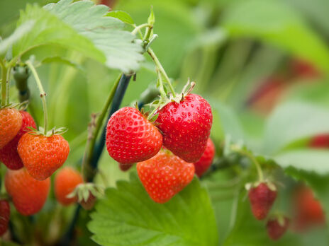 Сделайте это сразу после сбора урожая – и на следующий год ягод будет еще больше. Эксперты рассказали, как летом ухаживать за клубникой 