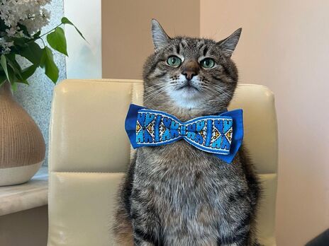 Харьковский кот Степан после свадьбы занялся бизнесом – он продает подушки со своим изображением