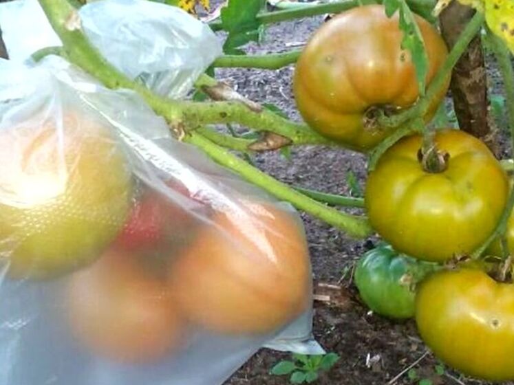 Ось навіщо досвідчені дачники ховають у пакети зелені помідори на кущах. Лайфхак від експертів