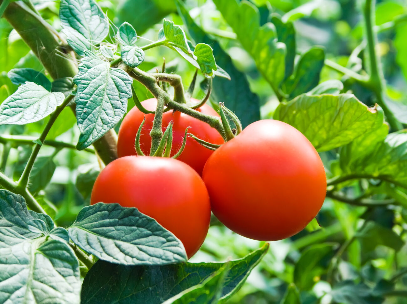 Як захистити помідори від совки