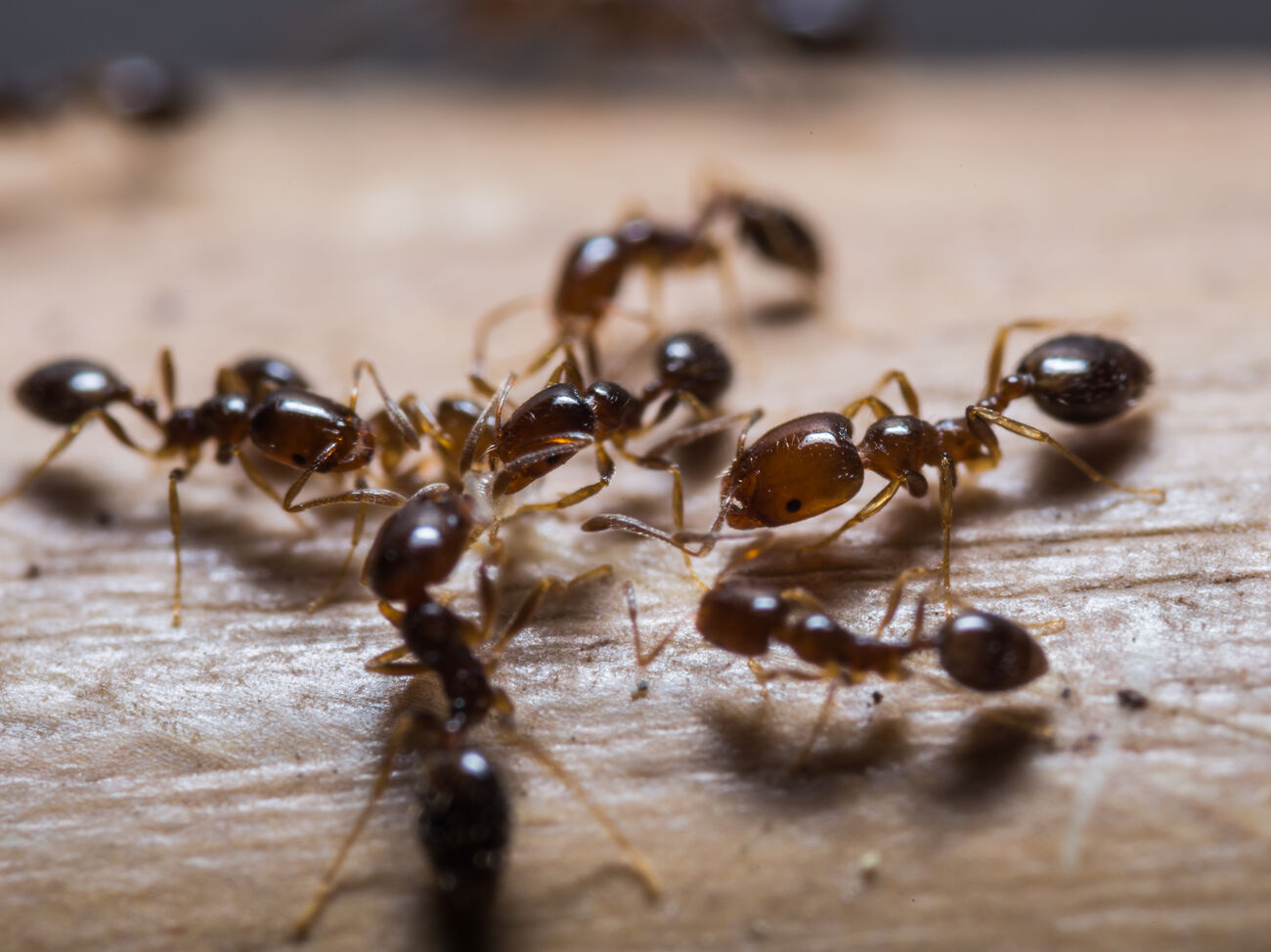 Запобігання появі мурашок у будинку