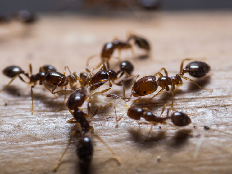 Растворите это в теплой воде – и муравьи исчезнут. Эксперты рассказали, как без химии прогнать насекомых от дома и участка