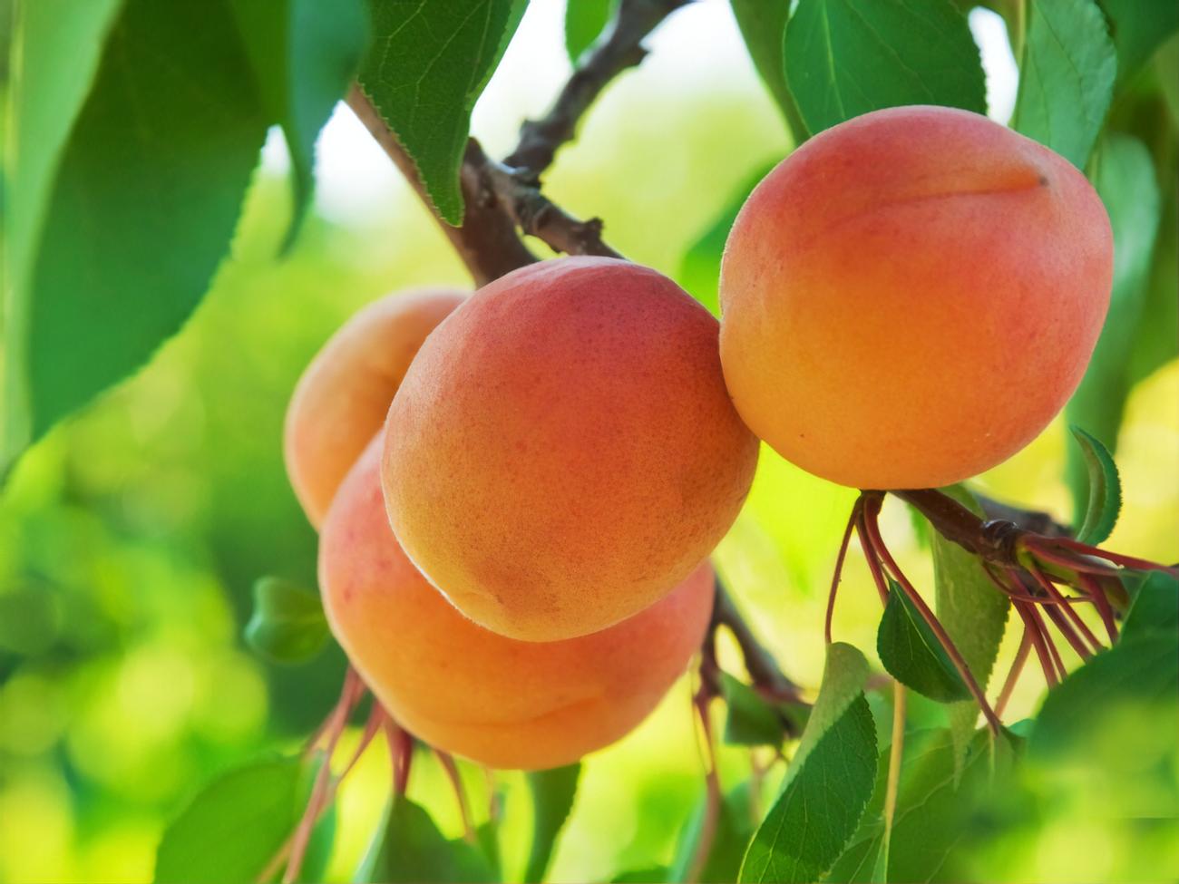 Важливі аспекти обрізки абрикосу у липні