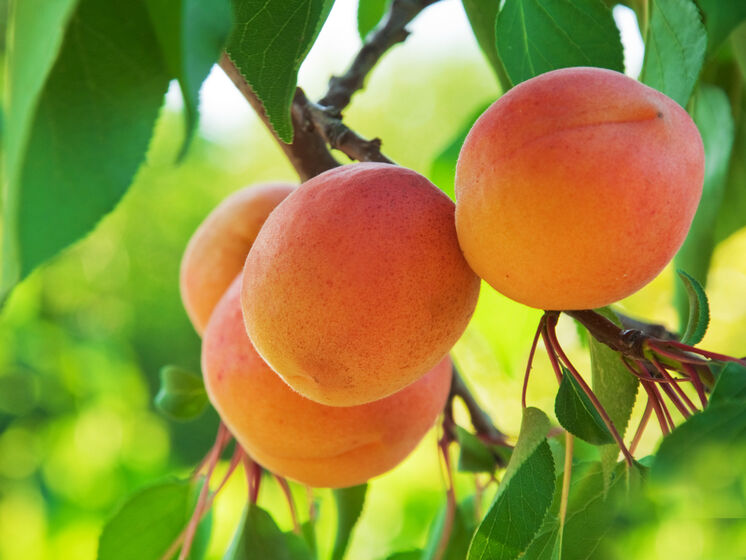 Обработайте абрикос этими препаратами в июле, чтобы дерево дало много плодов