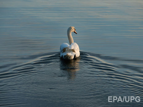 В Черновицкой области у диких лебедей обнаружили птичий грипп