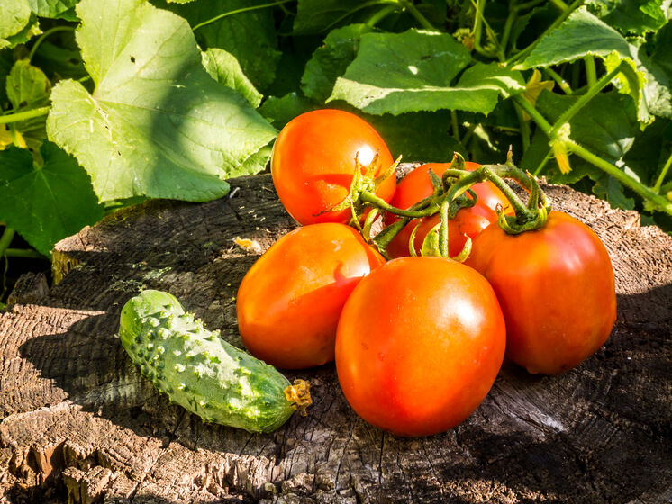 Ось як за допомогою дріжджів можна підвищити врожайність огірків і помідорів. Експерти розповіли про ефективне підживлення