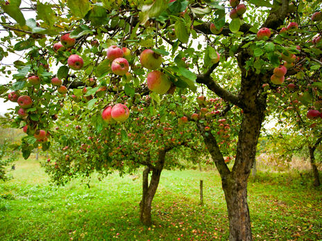 Если на яблоках появились такие пятна, можно потерять весь урожай. Эксперты рассказали, как защитить яблони во время созревания плодов