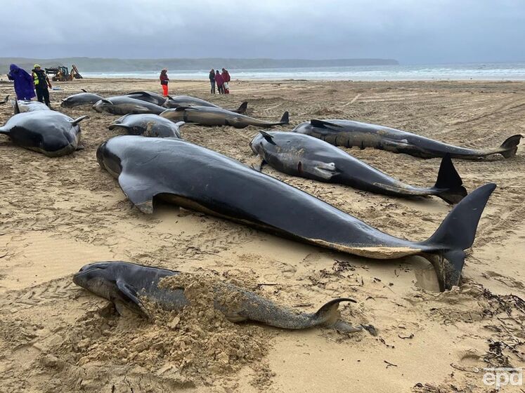 У Шотландії на берег викинулося одразу 55 дельфінів