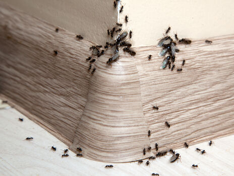 Додайте цей аптечний препарат у воду – і мурахи зникнуть із вашого будинку. Названо три способи, які допоможуть прогнати комах