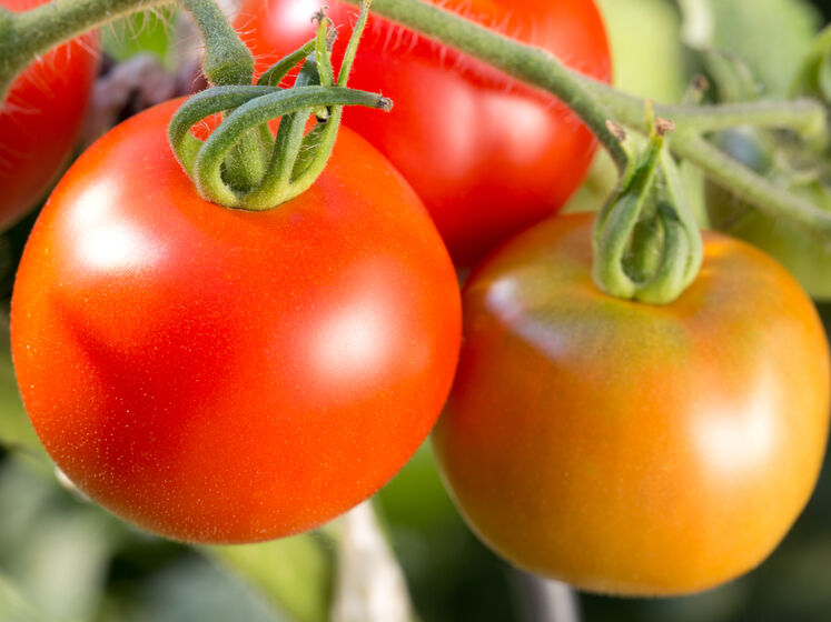 Ось чому томати нарощують товсту шкірку і стають непридатними до засолювання. Експерти розповіли, як уникнути цієї проблеми