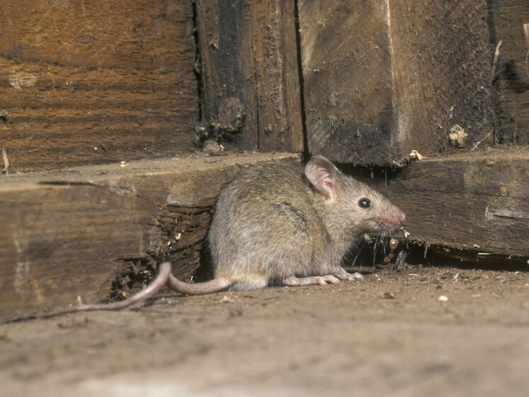 Смешайте это с мукой – и мыши исчезнут из вашего дома. Эксперт рассказал, как приготовить эффективную приманку без ядохимикатов