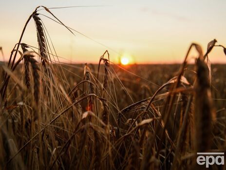 Пять стран ЕС хотят продлить мораторий на импорт украинского зерна