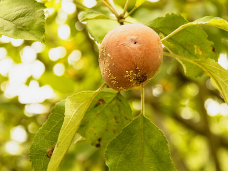 Если яблоки летом начинают гнить на дереве – срочно обработайте этим землю. Эксперты рассказали, как спасти урожай