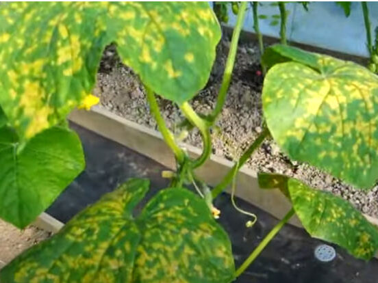 Причины желтых пятен на листьях огурцов и способы их лечения