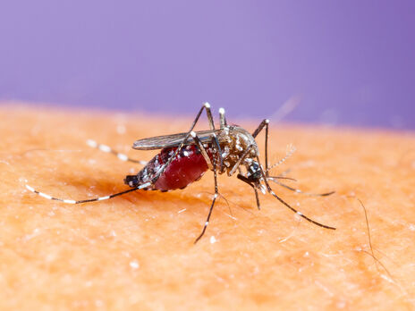 ВООЗ попередила про загрозу пандемії лихоманки денге, у зоні ризику – половина світу
