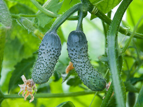 Раз в месяц дайте огурцам эту подкормку – и они легко перенесут летнюю жару. Эксперт рассказал, как повысить урожайность огурцов