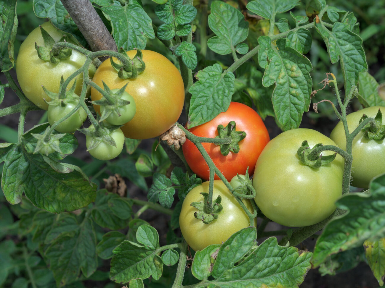 Посыпьте этим вокруг помидоров – и соберете щедрый урожай. Экспертрассказала, чем подкормить томаты, чтобы они легко переносили жару