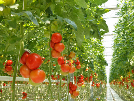 Этим способом урожай можно собирать круглый год. Эксперты рассказали об эффективном методе выращивания растений без использования почвы