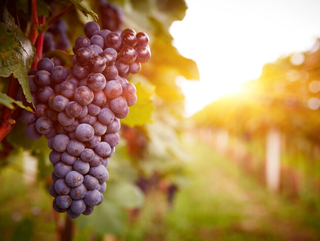 Если на листьях появился сероватый налет – обработайте их этим раствором. Эксперты рассказали, как спасти виноград от серой гнили, оидиума и милдью