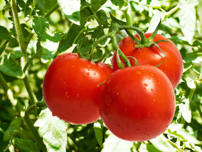 Сделайте эту подкормку до середины августа, чтобы получить зрелые плоды томатов