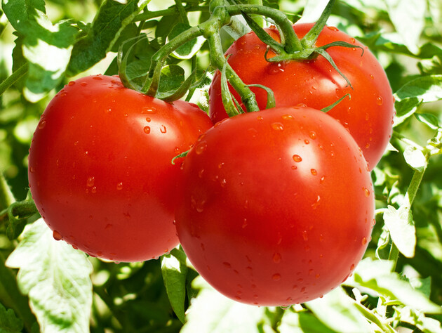 Зробіть це підживлення до середини серпня, щоб отримати зрілі плоди томатів