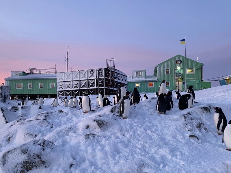 "Мини-бунгало" из частей антарктической базы. Украинские полярники показали, как строят гнезда пингвины