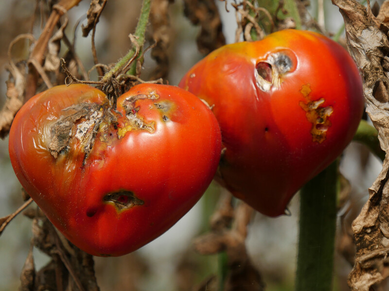 Вершинна гниль на томатах. Як урятувати врожай помідорів від загибелі