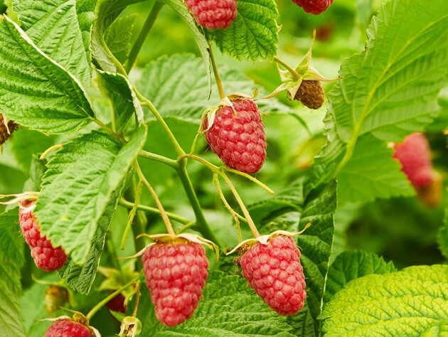 От этого зависит урожай малины в следующем году. Эксперты рассказали, как правильно поливать малинник в конце лета