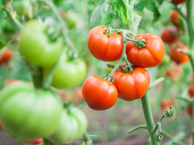 Дайте томатам у серпні це підживлення – і зберете щедрий урожай. Експерт розповів, чим наприкінці літа удобрити помідори