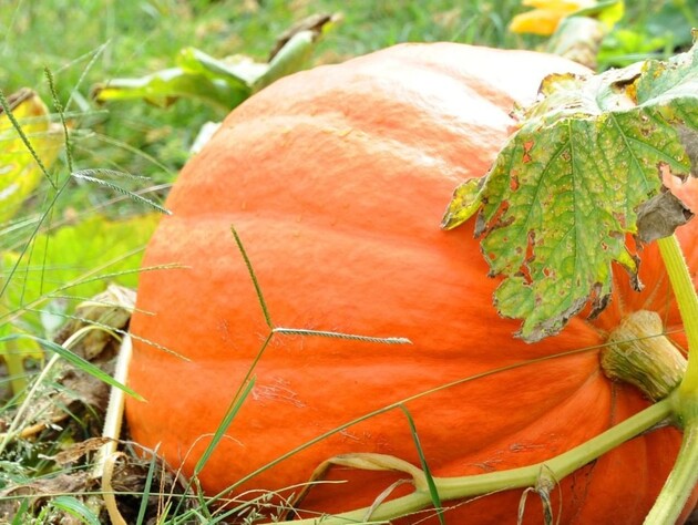 Если тыква издает этот звук – пора собирать урожай. Эксперты рассказали главные признаки, по которым можно определить зрелость плодов
