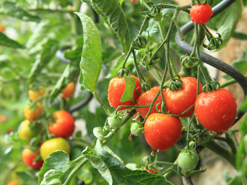Используйте это в борьбе с фитофторой, если хотите вырастить качественные помидоры без химии 