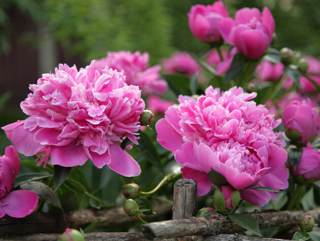 Зробіть це в серпні – і наступного року квітів буде набагато більше. Експерти розповіли, як доглядати кущі півонії