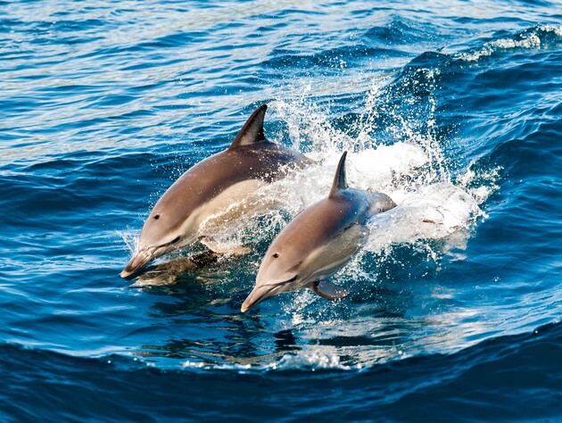 Более 900 дельфинов погибли в Черном море в результате войны – Минприроды Украины