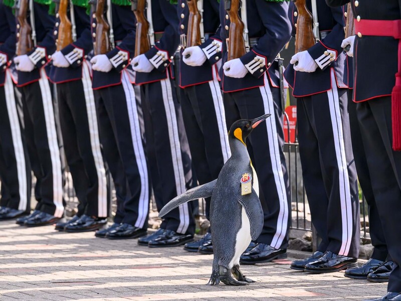 У Шотландії пінгвіну із зоопарку надали звання генерала норвезької армії