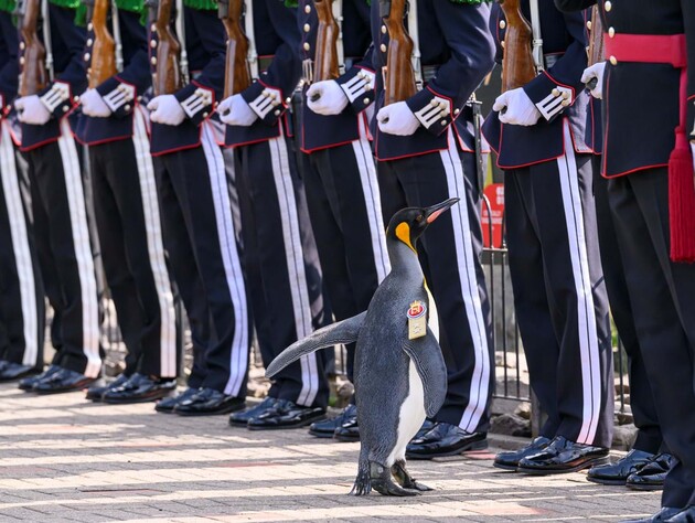 В Шотландии пингвину из зоопарка присвоили звание генерала норвежской армии