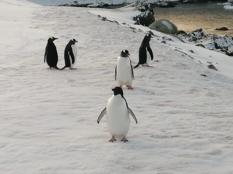 В Національному антарктичному центрі України розвіяли міф, що полярники перевертають пінгвінів