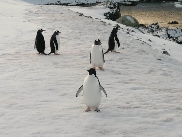 В Национальном антарктическом центре Украины развеяли миф, что полярники переворачивают пингвинов