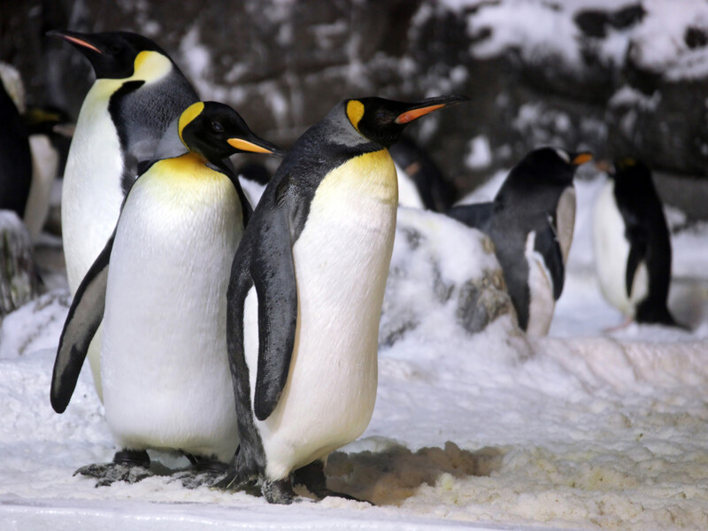 Тисячі пінгвінів загинули через танення льодів Антарктики