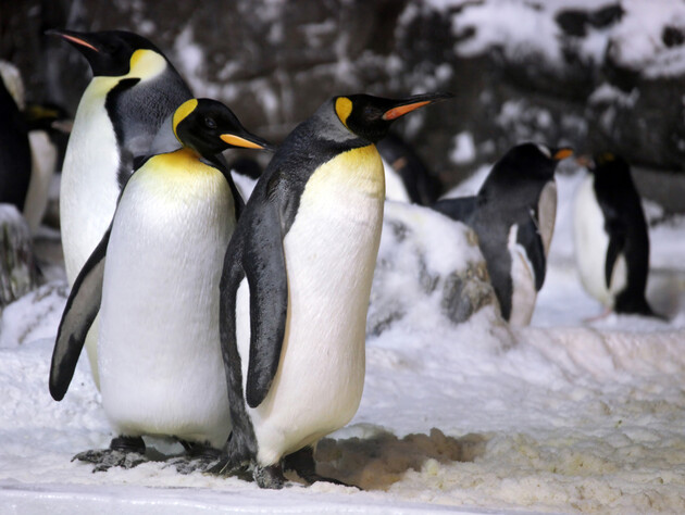 Тысячи пингвинов погибли из-за таяния льдов Антарктики