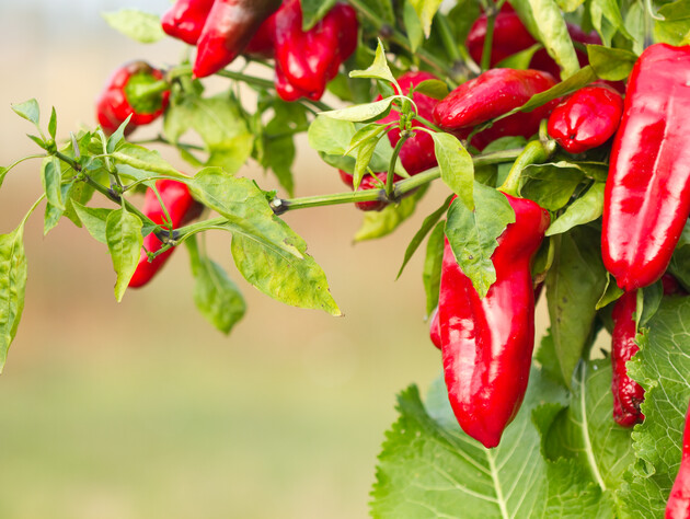 Как самостоятельно заготовить семена перца. Главные правила