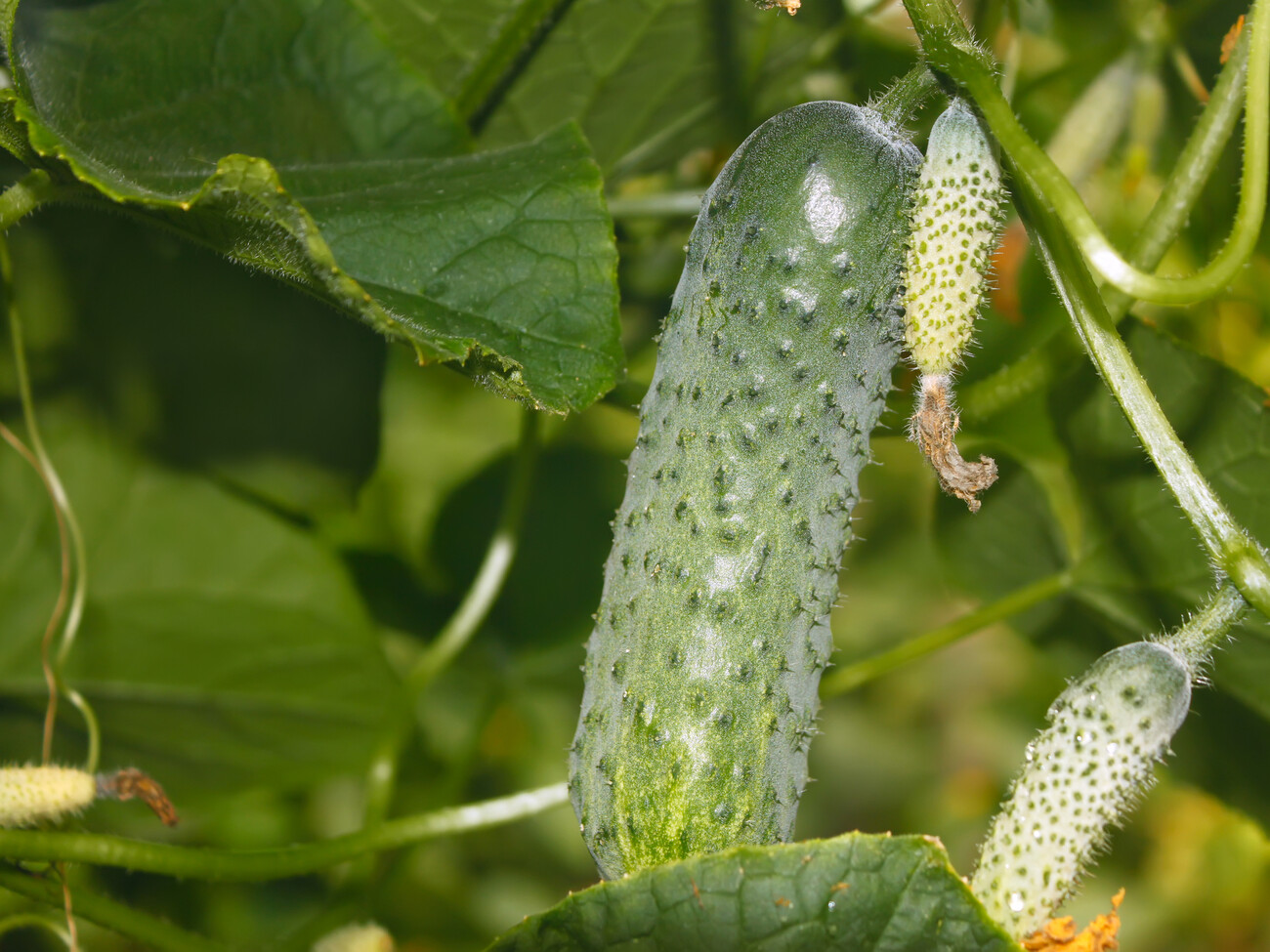 Уход огурцов. Unripe cucumber.