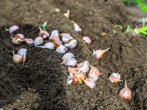 Ніколи не садіть часник там, де перед цим росли ці культури. Правила посіву озимого часнику від експертів